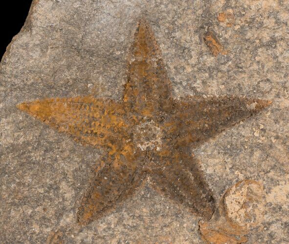 Ordovician Starfish (Petraster?) Fossil - Positive & Negative #56362